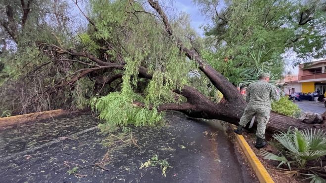 Fuertes ráfagas de viento, lluvia y granizo, derribaron árboles en La Llave, perteneciente al municipio de San Juan del Río.