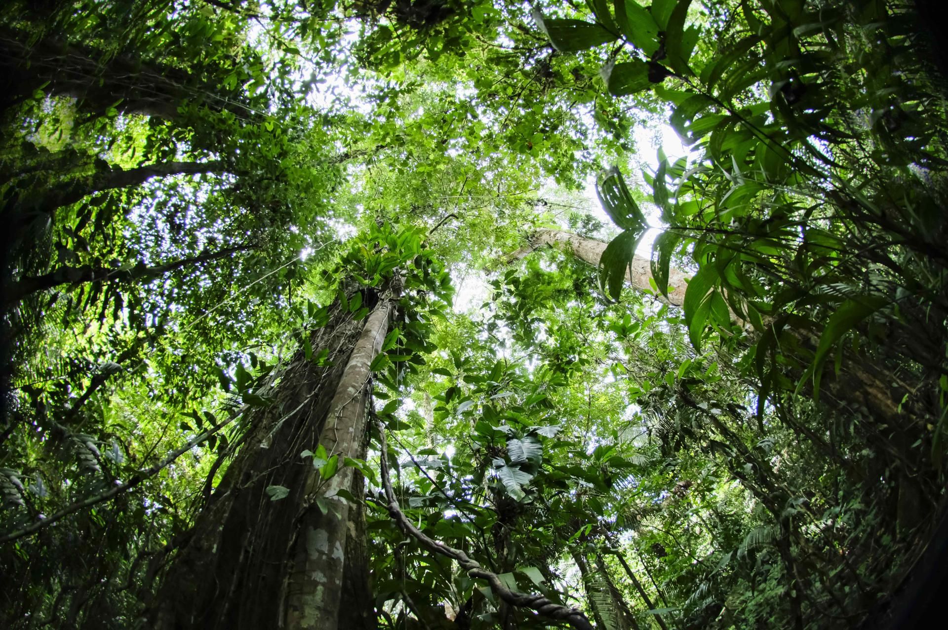 La reforestación y la conservación de bosques, claves para un ganar-ganar en Costa Rica. EFE/ Jeffrey Arguedas.