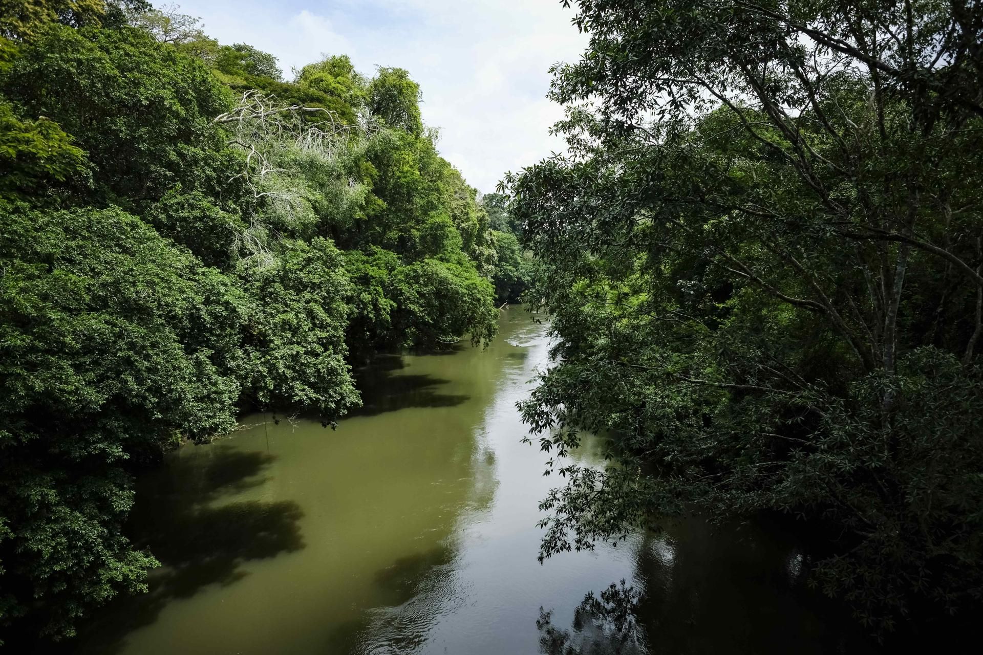 La reforestación y la conservación de bosques, claves para un ganar-ganar en Costa Rica. EFE/ Jeffrey Arguedas.
