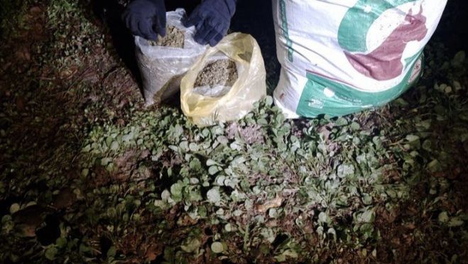 Interceptan cargamento de semillas de marihuana en Nayarit.