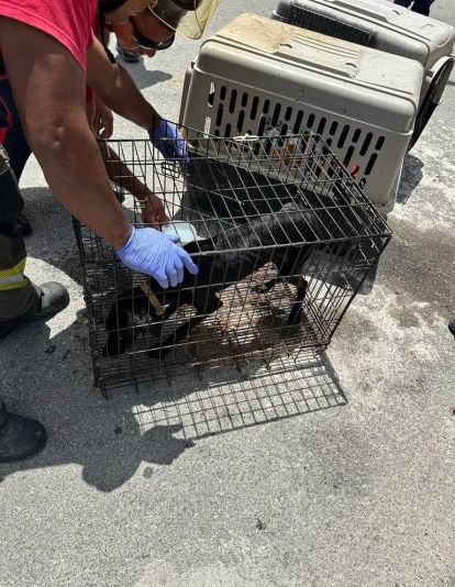 Hallan inmueble clandestino en Cancún con 23 perros muertos.