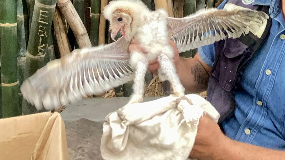 Cría de lechuza hallada y entregada a zoológico de Culiacán para su rehabilitación.