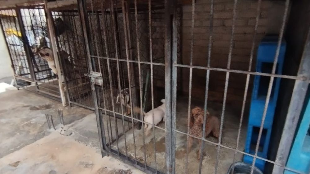 Rescatan 25 perros en criadero clandestino en la Ciudad de México.