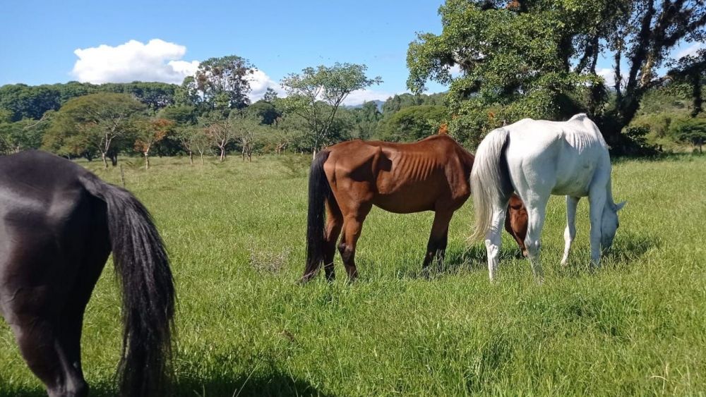 Elena Larrea: Urgente llamado para el rescate y atención médica de caballos maltratados en Veracruz.
