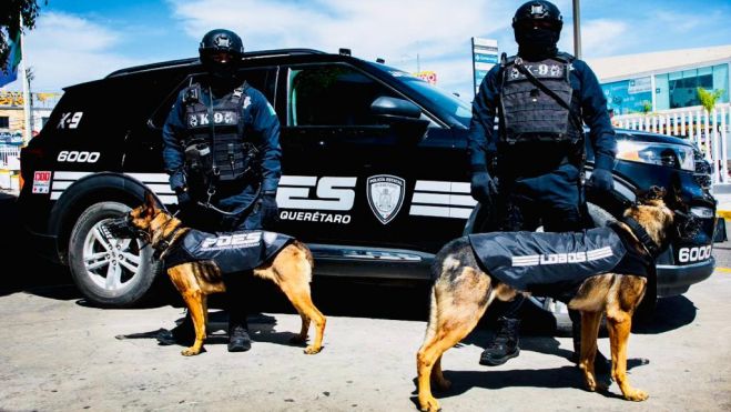 Perros policía de Querétaro recibirán adiestramiento profesional en Texas.