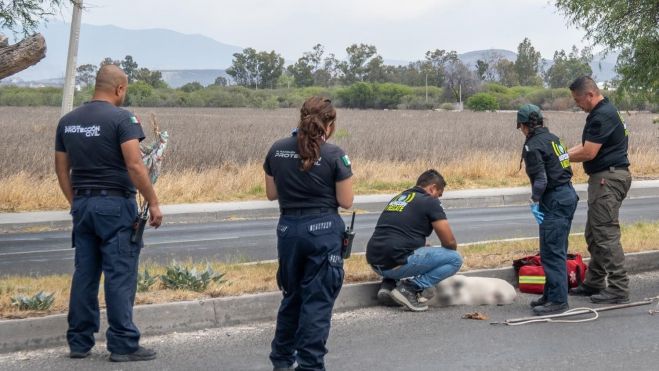 Rescate de perrito atropellado: Protección Civil El Marqués y equipo de rescate actúan con rapidez.
