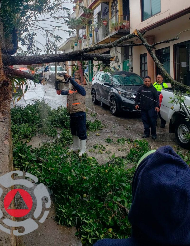 Protección Civil retira árbol colapsado sobre camioneta en Pinal de Amoles.