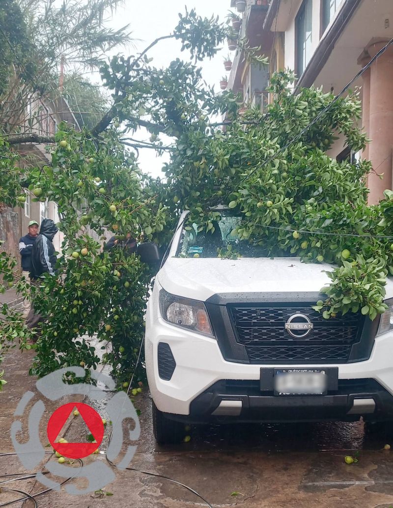 Protección Civil retira árbol colapsado sobre camioneta en Pinal de Amoles.