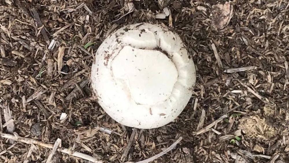 Los Hongos de Campo: Un manjar mexicano que florece con las primeras lluvias.