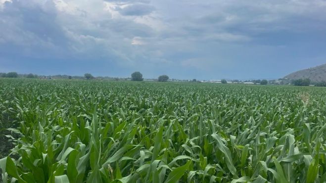 Productores del Ejido La Valla reanudan siembra tras lluvias.