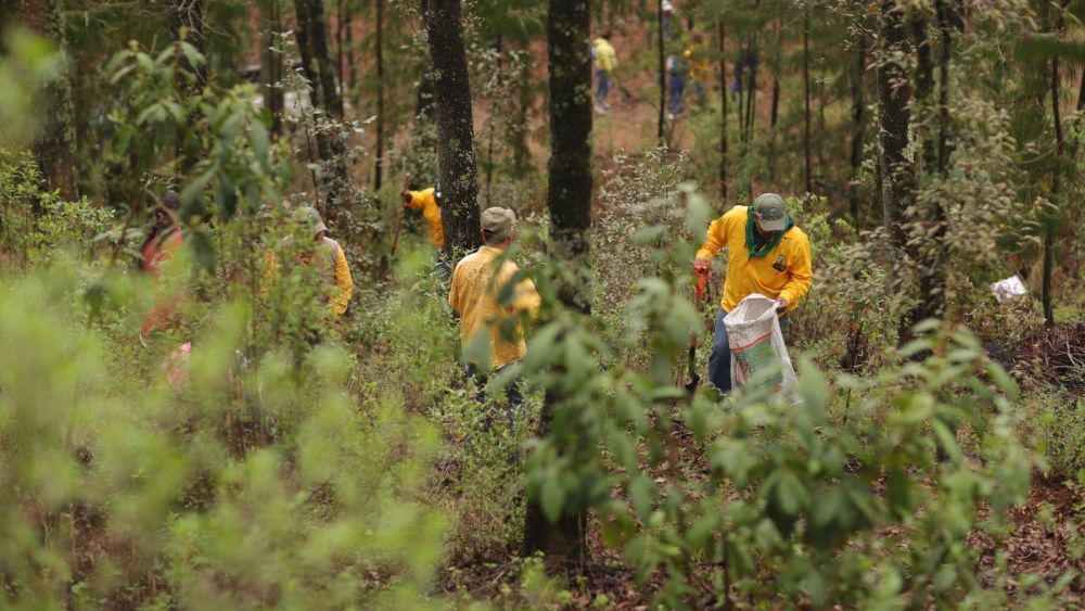 Siembran 23 mil árboles en Amealco por el Día Nacional del Árbol.