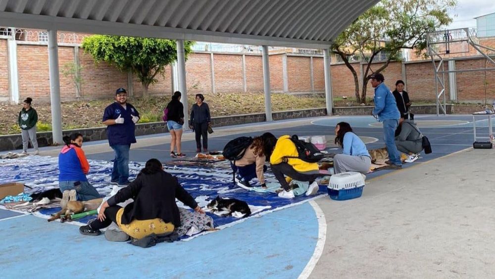 Preparan campaña de esterilización en San Juan del Río.