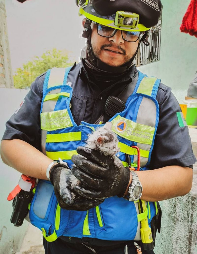 Rescatan a gatito durante incendio de casa en colonia Menchaca. Foto: Ilustrativa/ Facebook/ Protección Civil del Municipio de Querétaro.