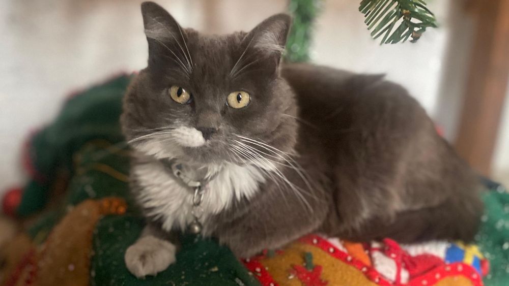 Día Internacional del Gato: Celebrando a nuestros compañeros felinos.