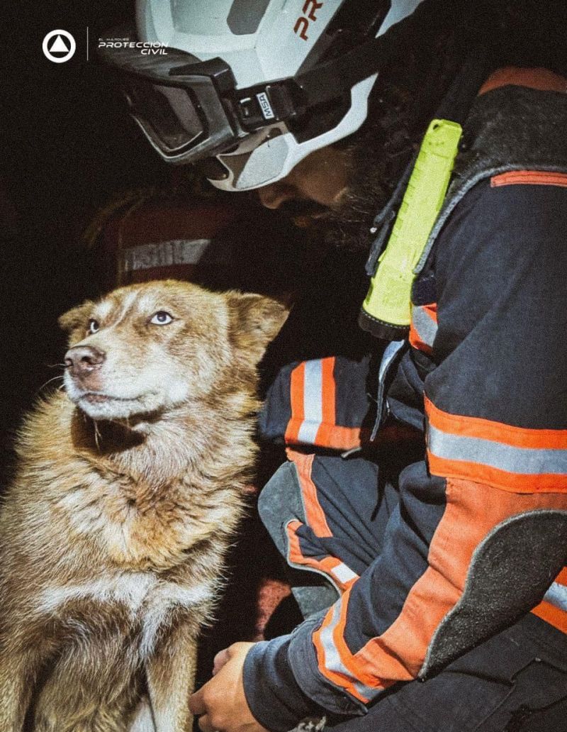 Lealtad de perros conmueve durante rescate de víctimas de accidente en El Marqués.