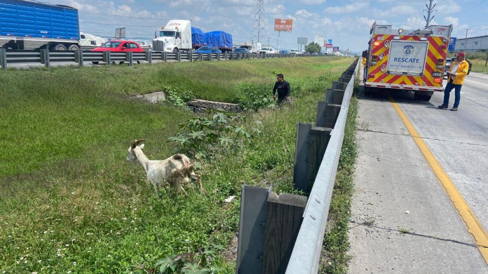 Rescatan Cabra en pleno tránsito vehicular de la Autopista México Queretaro. Foto: Ilustrativa/ Facebook/CAAM El Marqués.