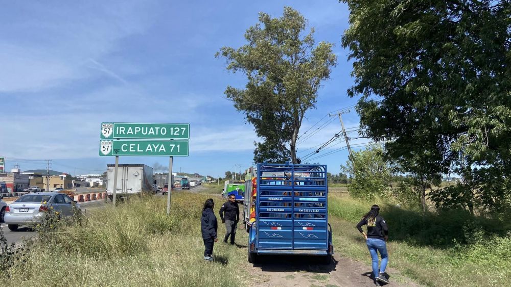 Rescatan a yegua que cruzaba peligrosamente la carretera 57 en El Marqués. Foto: Ilustrativa/ Facebook/CAAM El Marqués.