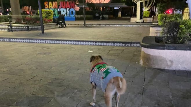 Cuidado Animal solicita a los Reyes Magos evitar regalar mascotas.