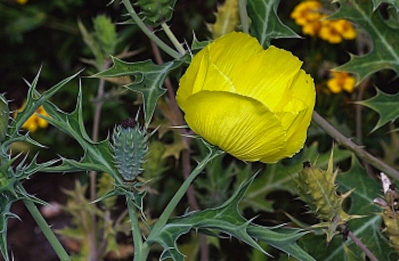 Planta silvestre de Yucatán 