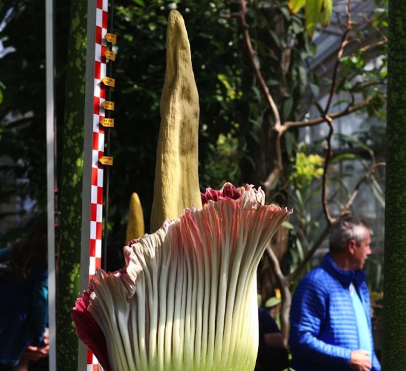 Flor Más Fea Y Apestosa Del Mundo Atrae A Miles De Visitantes En