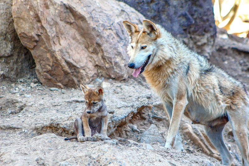 México y Estados Unidos refuerzan labor de conservación del lobo...