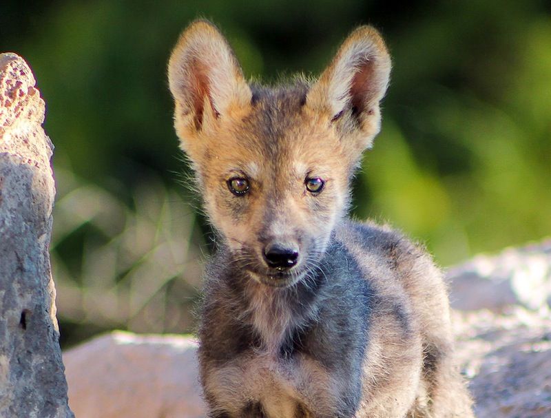 Museo del Desierto participa en programa para conservar lobo mexi...