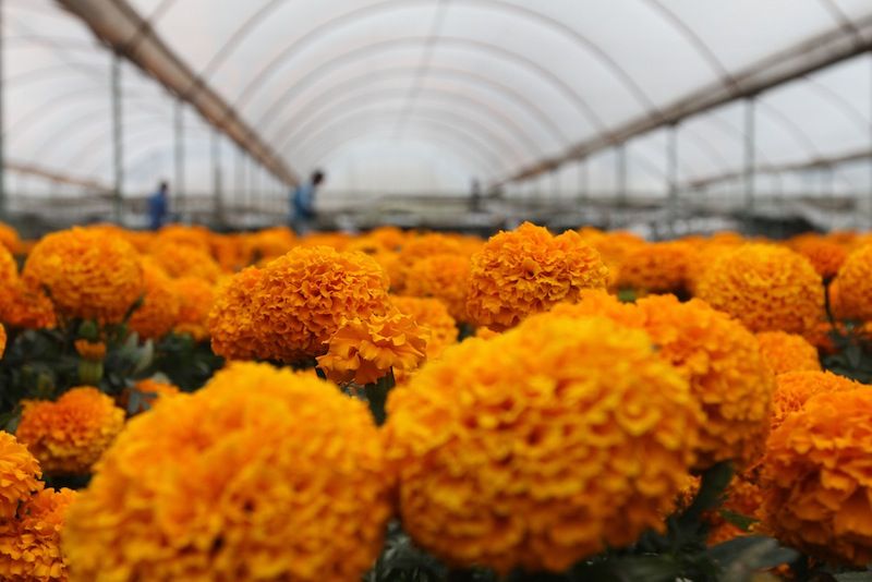 Flor de cempasúchil, elemento de vida en Día de Muertos