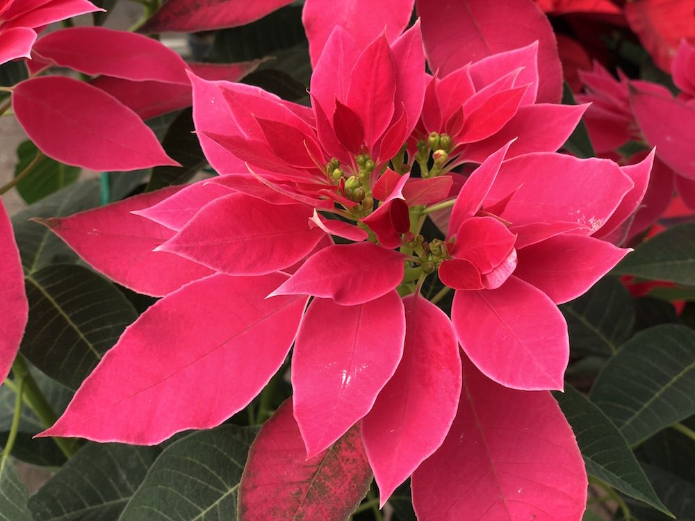 Flor de Nochebuena, la estrella roja de la navidad