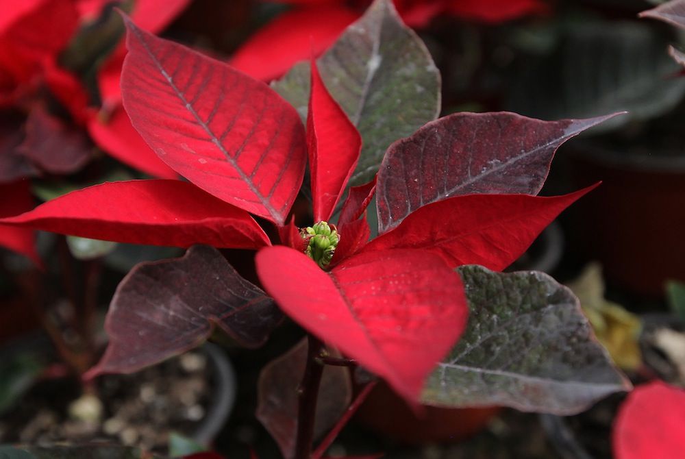 Nochebuena, al rescate de un patrimonio botánico