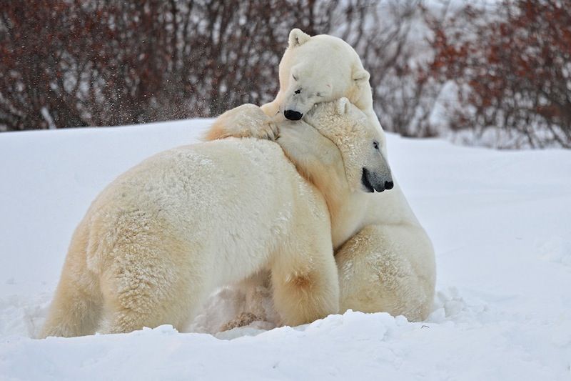 Los osos polares podrían extinguirse más rápido de lo que se temía