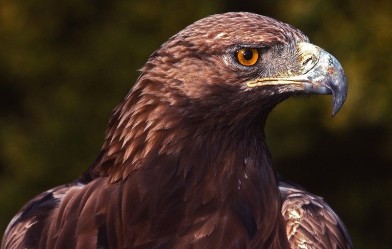 México tiene 138 parejas reproductivas de águila real
