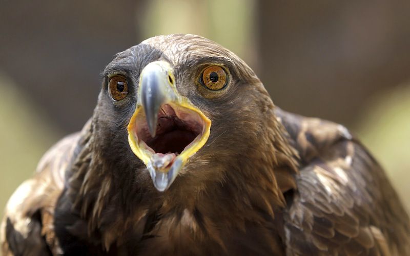 Necesarios mayores esfuerzos para conservación de Águila Real en...