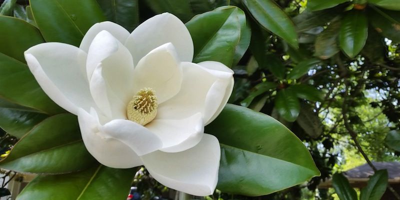 Identifican nueva especie de magnolia en Guadalajara