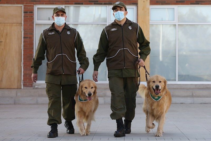 Chile adiestra perros policías para detectar enfermos de COVID