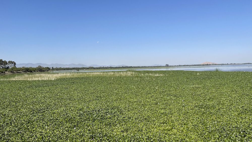 Lirio Acuático invade la presa de La Llave , en San Juan del Río