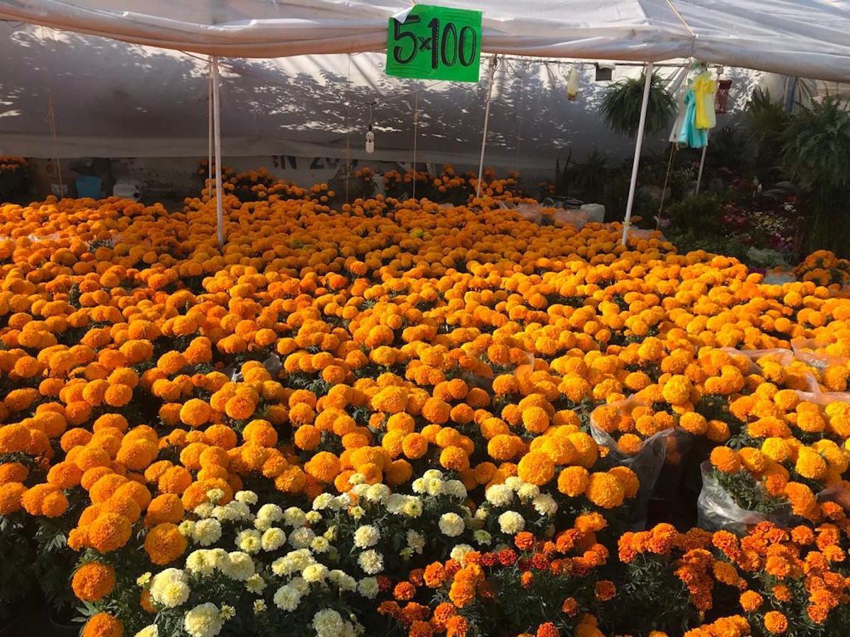 Expectativas frustradas para vendedores de flor de cempasúchil