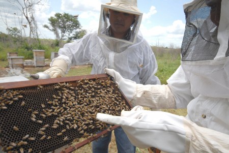 BUSCAN APICULTORES DE TABASCO DUPLICAR PRODUCCIÓN ANUAL DE MIEL