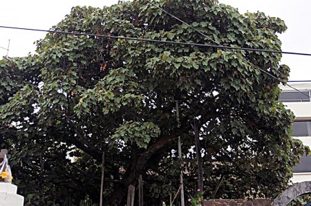 ÁRBOL DE LAS MANITAS