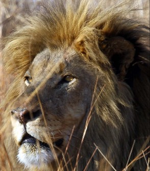 Día Internacional del León con exhorto a frenar su caza. FOTO/NOTIMEX