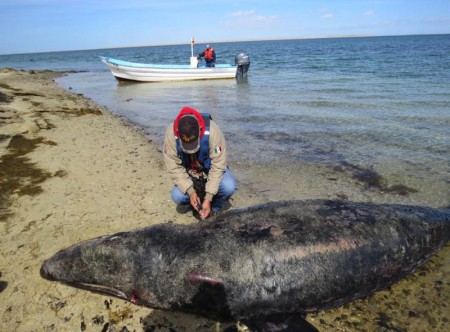 Localiza PROFEPA 7 ballenas grises muertas en Baja California Sur