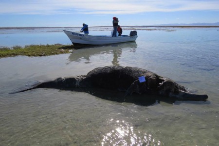 Localiza PROFEPA 7 ballenas grises muertas en Baja California Sur.