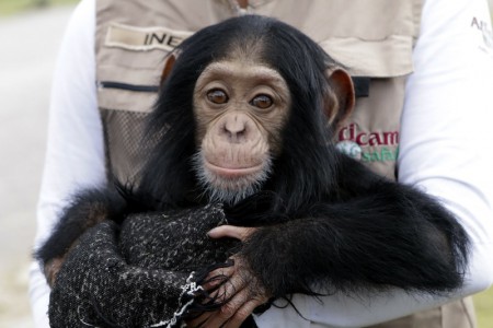 Cria de chimpance recibe cuidados de madre sustituta_1