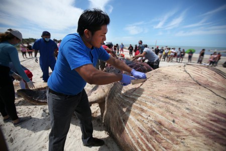 Presentan necropsia practicada a ballena varada en Progreso, Yucatán