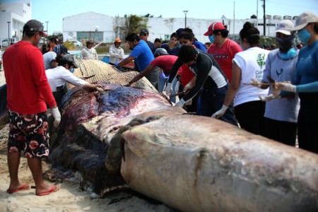 Presentan necropsia practicada a ballena varada en Progreso, Yucatán