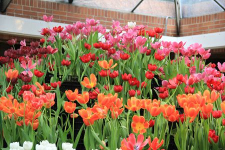 Tulipanes multicolores__03