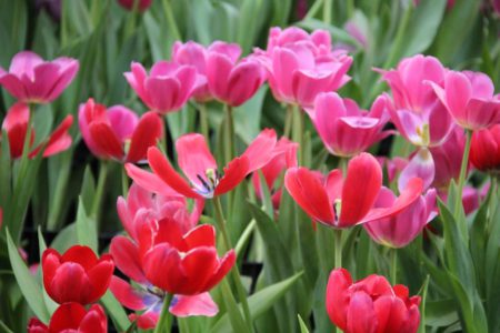 Tulipanes multicolores__05