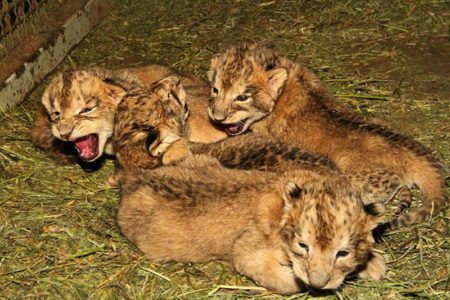 nacimiento de leones en zacatecas
