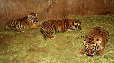 nacimiento de tigres en zacatecas_01