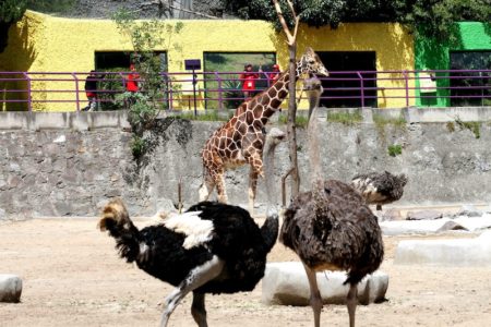 zoologico-del-altiplano-2
