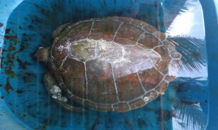 La tortuga fue enviada al Parque Xcaret en Quintana Roo.